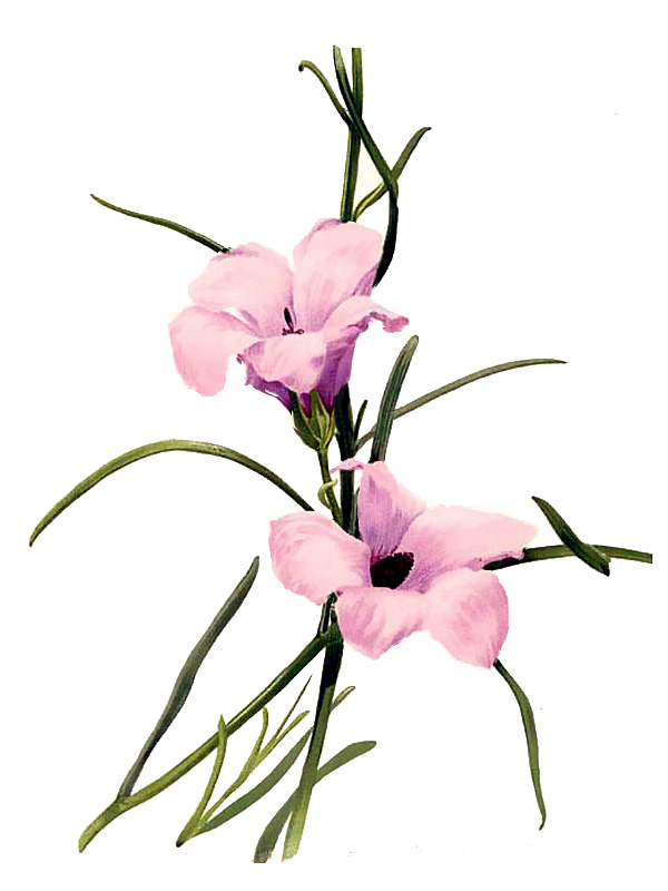 Alyogyne hakeifolia