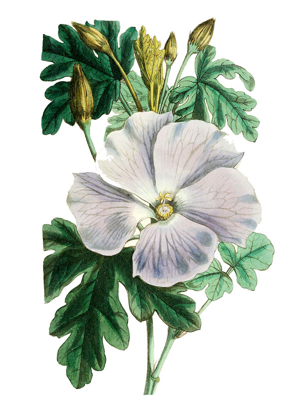 Alyogyne huegelii