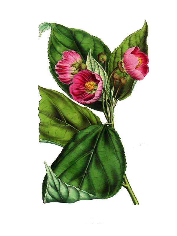 Bakeridesia rufinervis