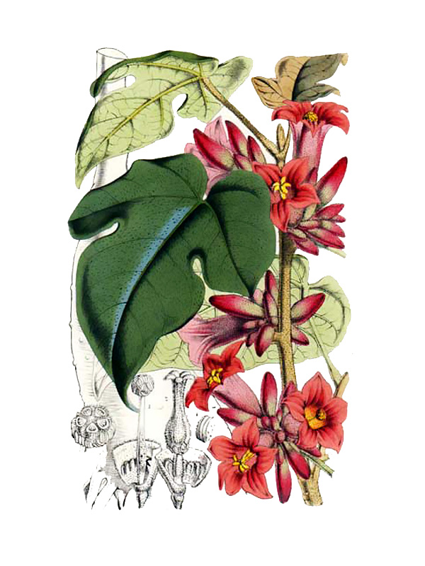 Brachychiton bidwillii