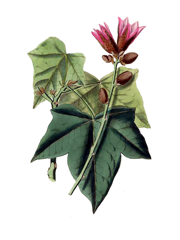 Brachychiton discolor