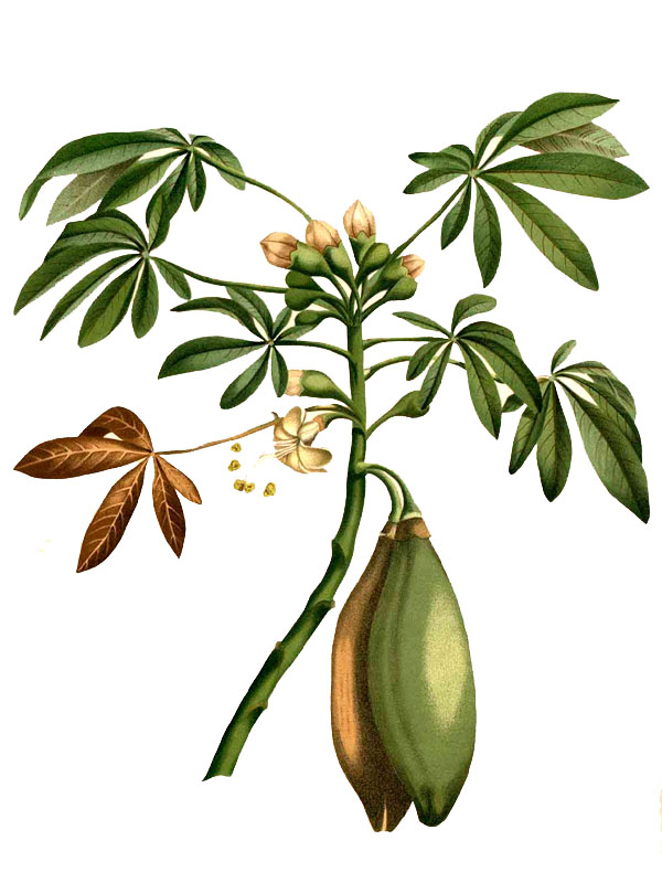 Ceiba pentandra