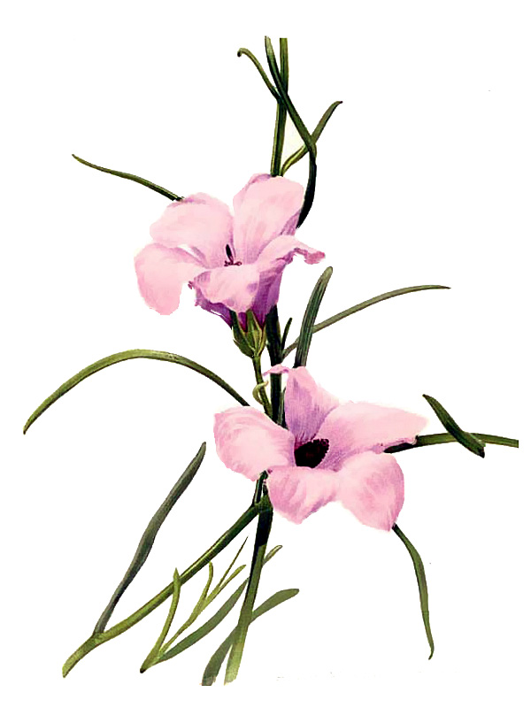 Fugosia hakeaefolia