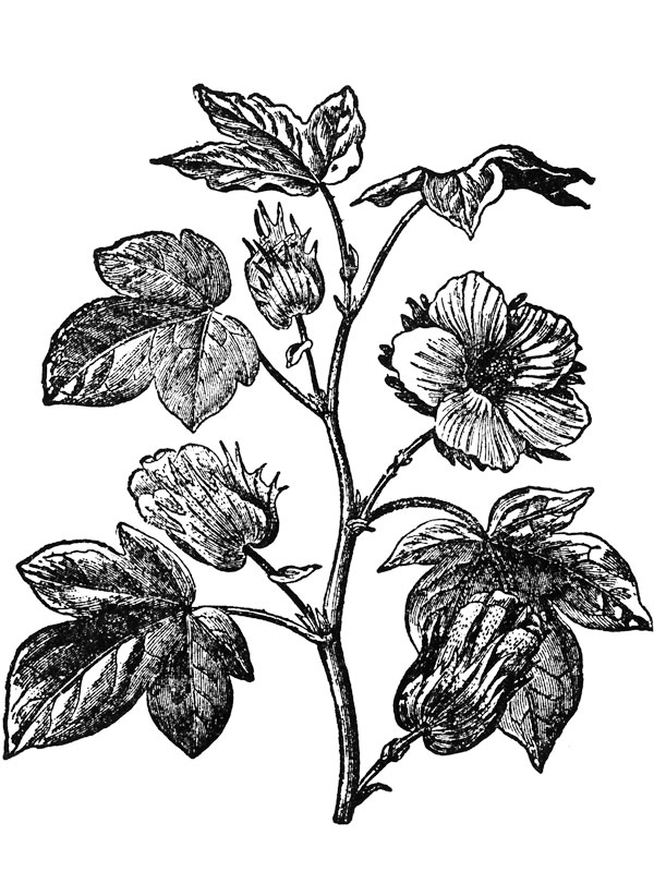 Gossypium arboreum