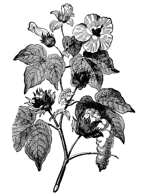 Gossypium arboreum