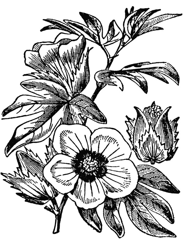Gossypium arboreum