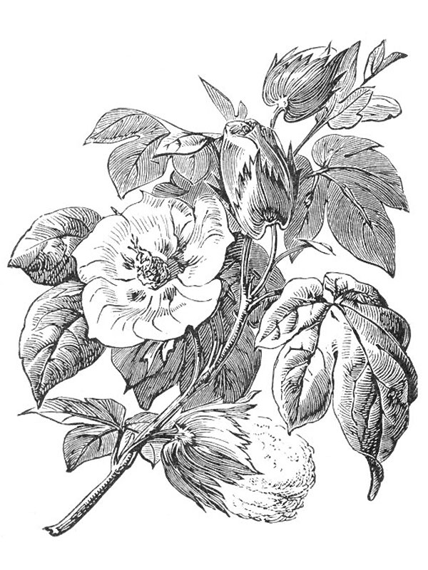 Gossypium arboreum