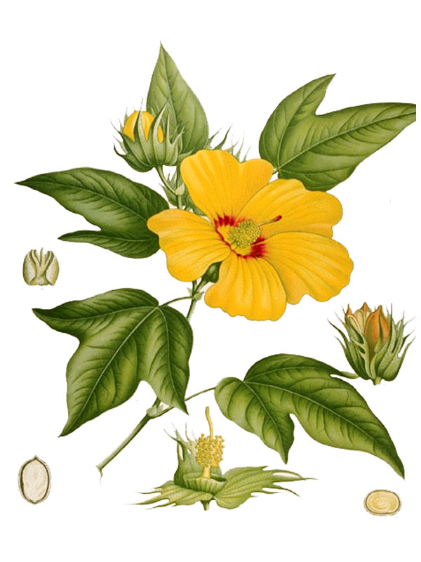 Gossypium barbadense