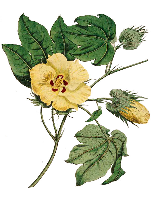 Gossypium barbadense