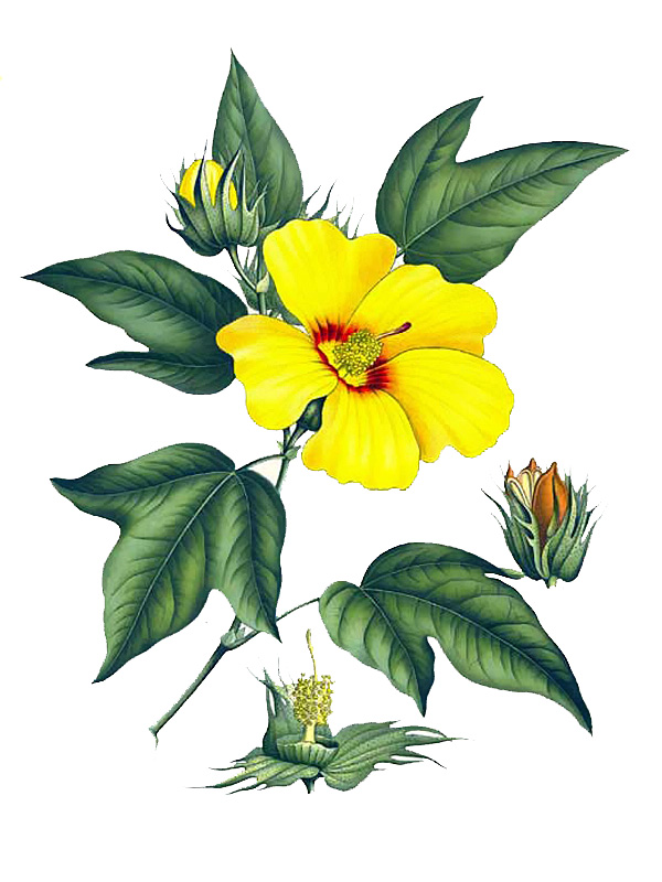 Gossypium barbadense