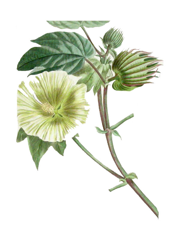Gossypium herbaceum