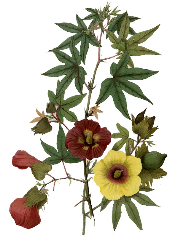 Gossypium herbaceum