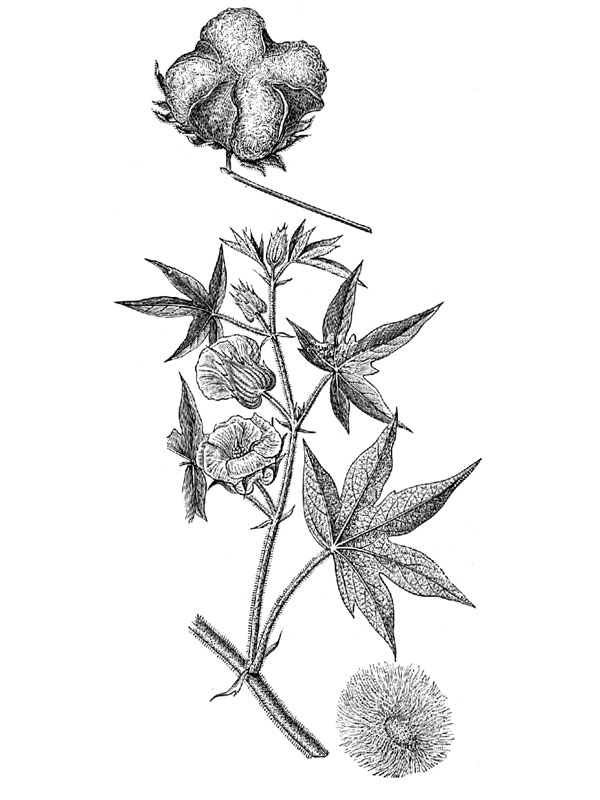 Gossypium herbaceum