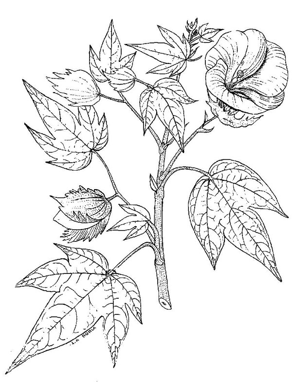 Gossypium herbaceum