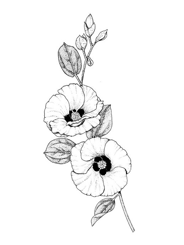 Gossypium sturtianum