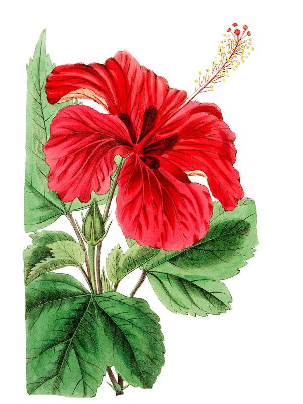 Hibiscus cameroni