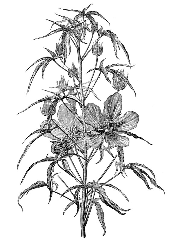 Hibiscus coccineus