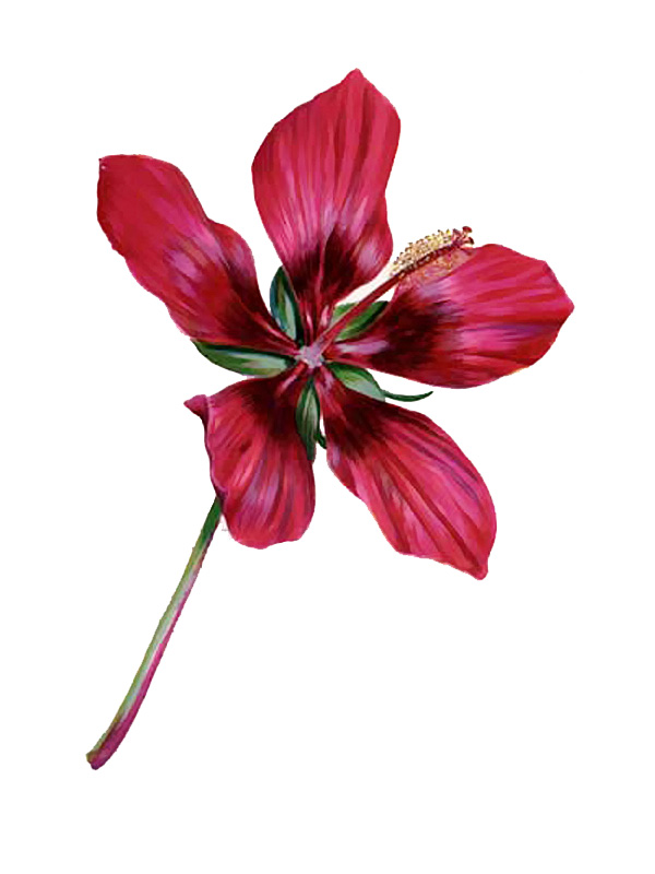 Hibiscus coccineus