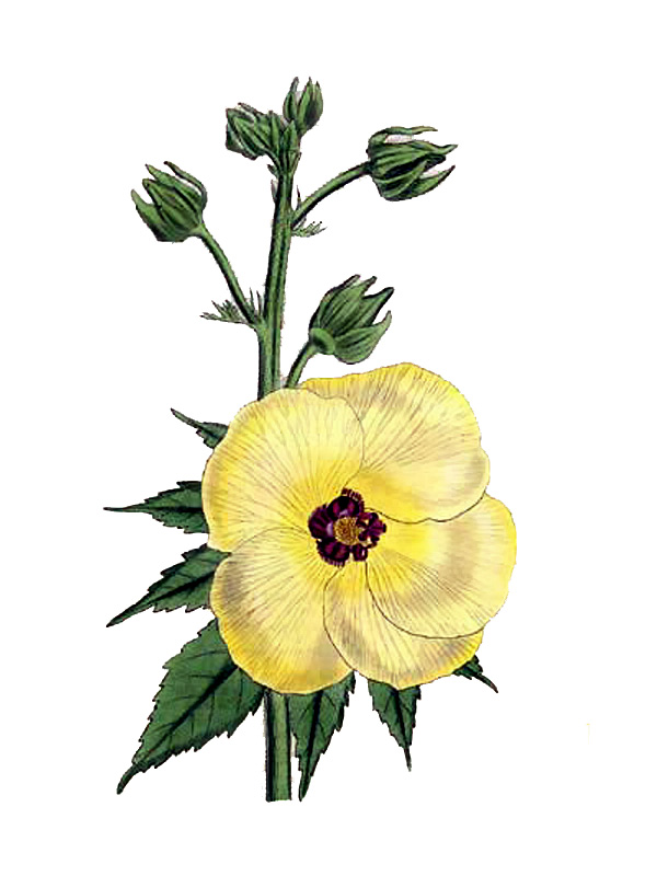 Hibiscus manihot