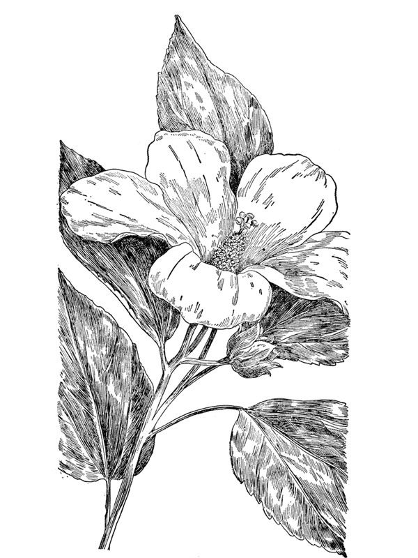 Hibiscus moscheutos