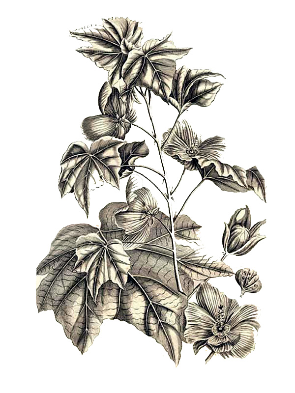 Hibiscus mutabilis