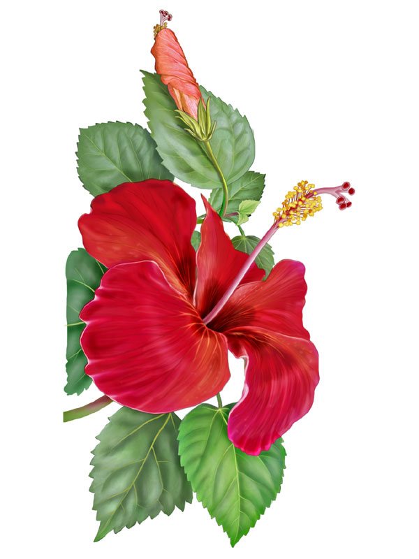 Hibiscus rosa-sinensis