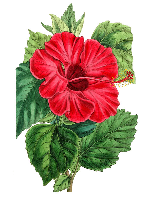 Hibiscus rosa-sinensis