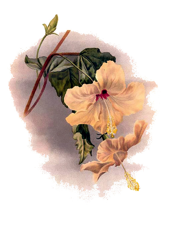 Hibiscus rosa-sinensis