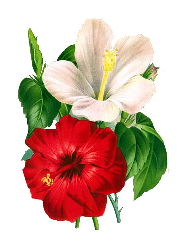 Hibiscus rosa-sinensis