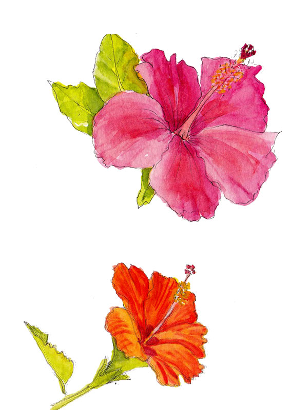 Hibiscus rosa-sinensis