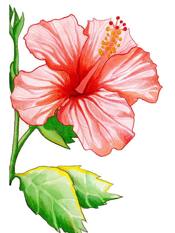 Hibiscus rosa-sinensis