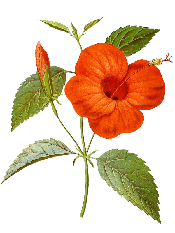 Hibiscus rosa-sinensis
