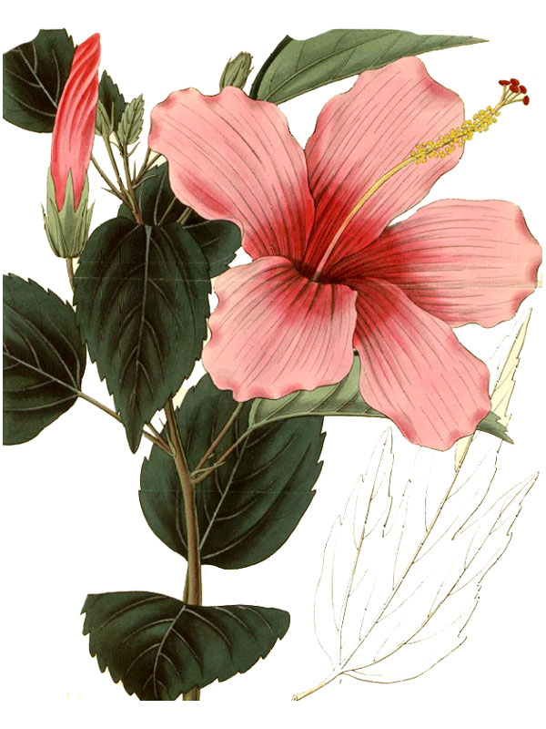 Hibiscus rosa-sinensis