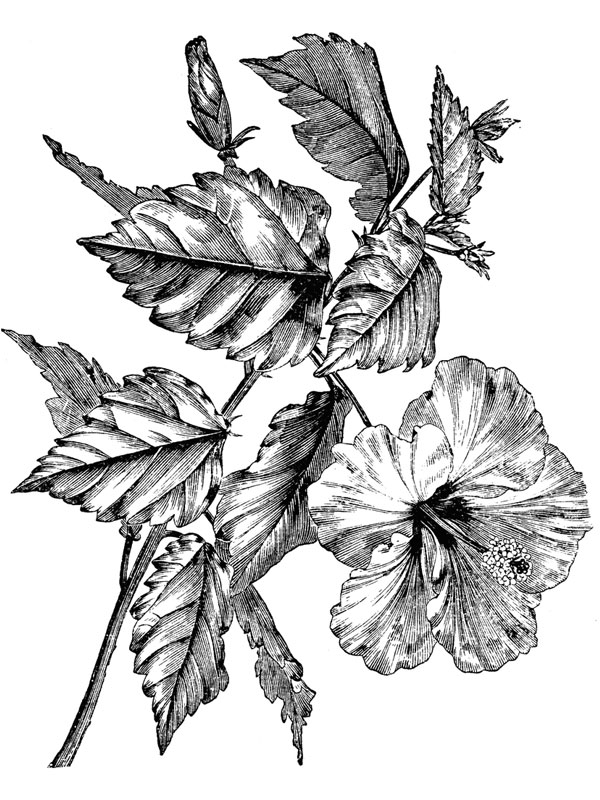 Hibiscus rosa-sinensis
