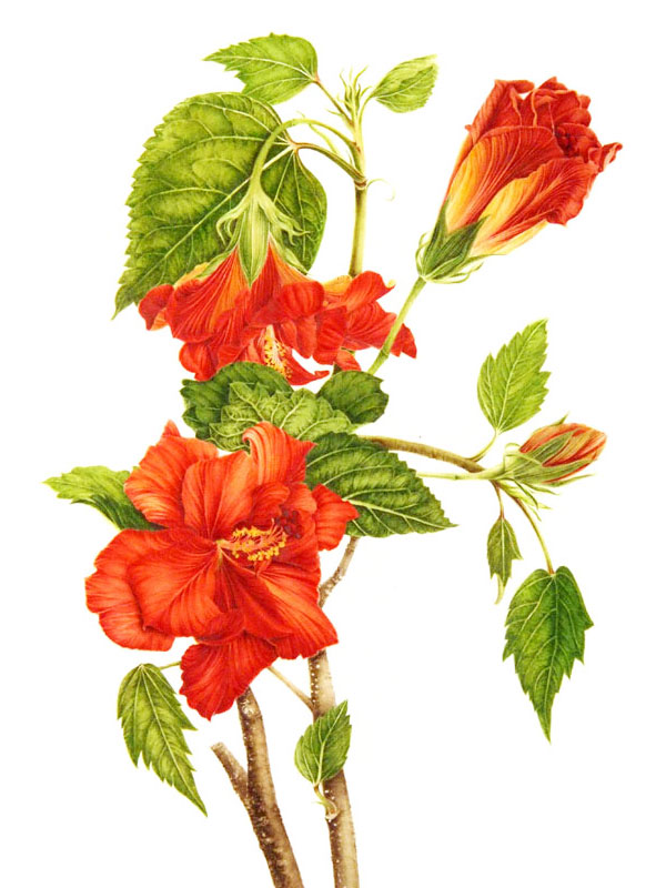 Hibiscus rosa-sinensis