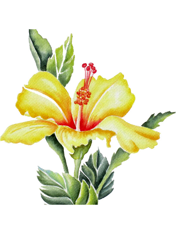 Hibiscus rosa-sinensis