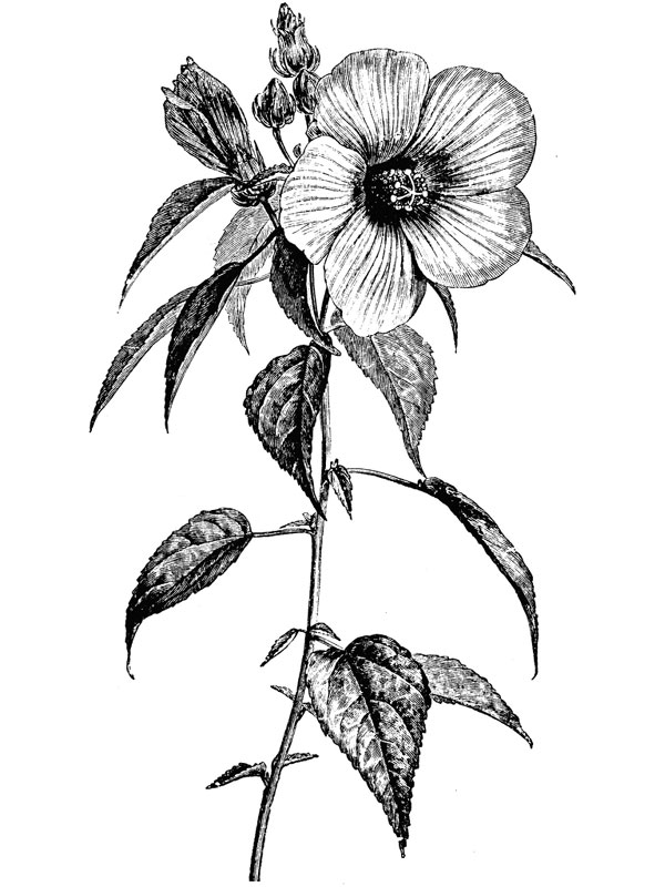 Hibiscus roseus