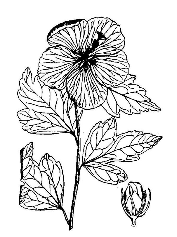 Hibiscus siriacus