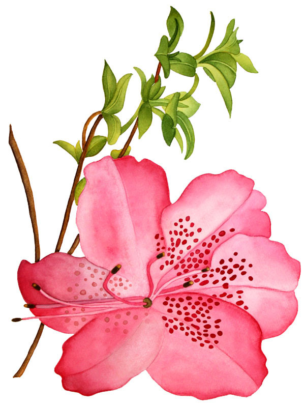 Hibiscus sp.