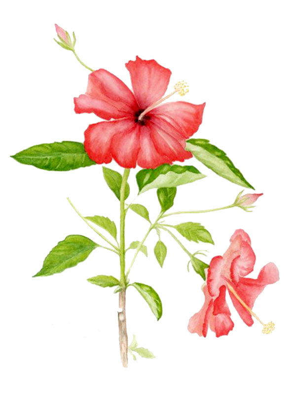 Hibiscus sp.