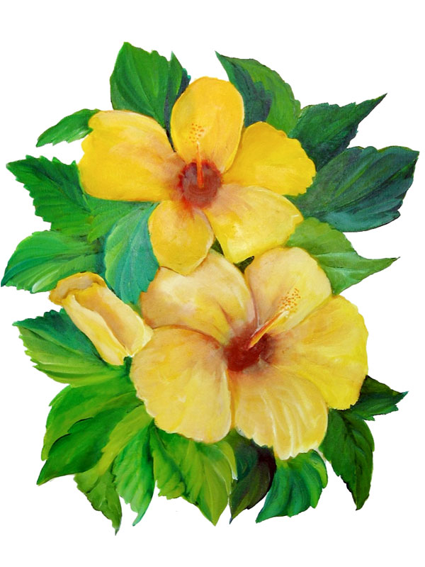 Hibiscus sp.