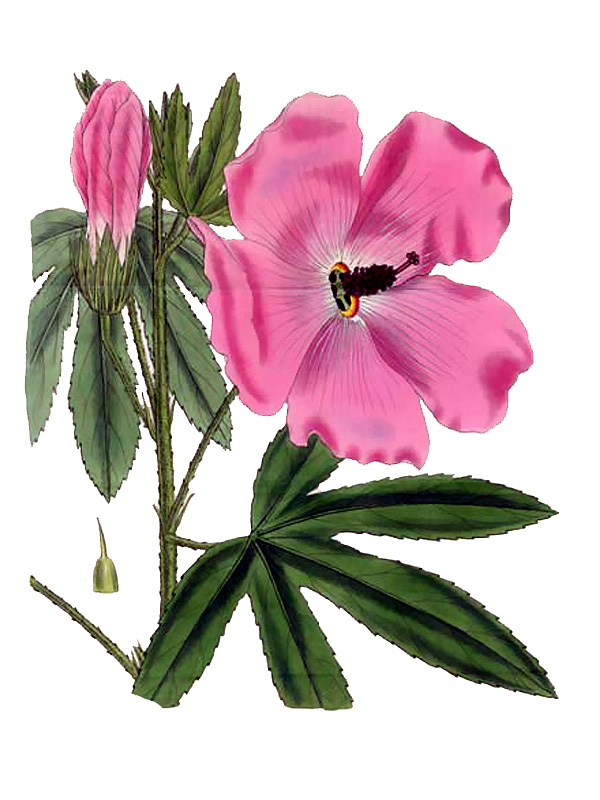 Hibiscus splendens