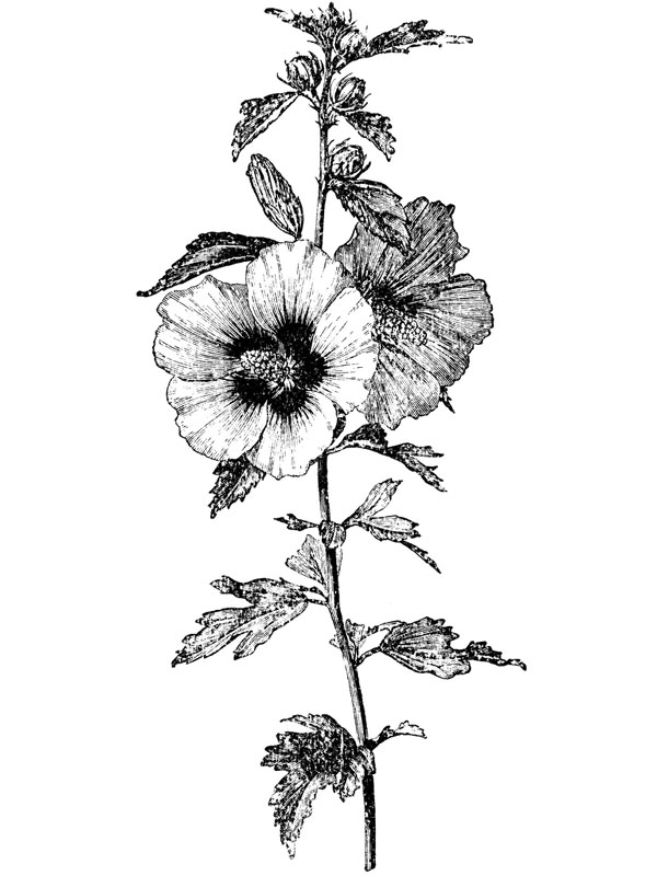 Hibiscus syriacus