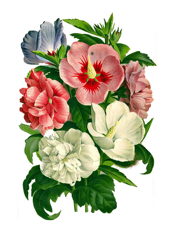 Hibiscus syriacus