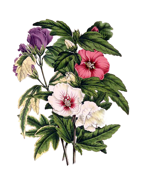 Hibiscus syriacus