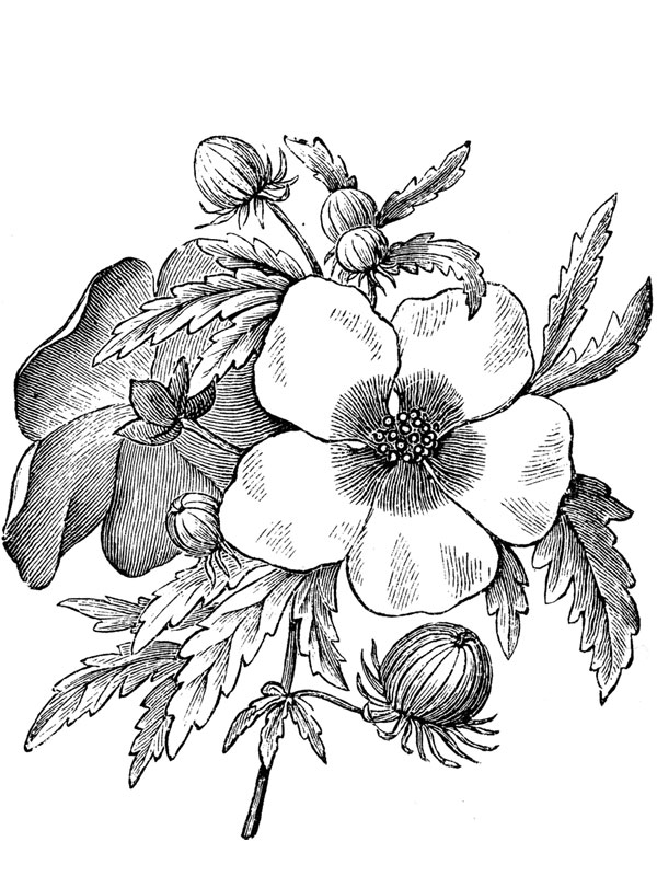 Hibiscus trionum