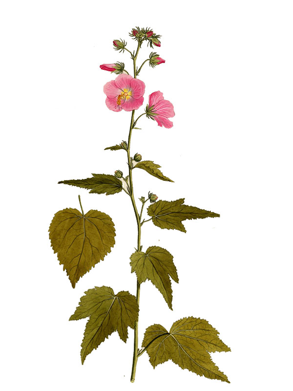 Hibiscus virginicus