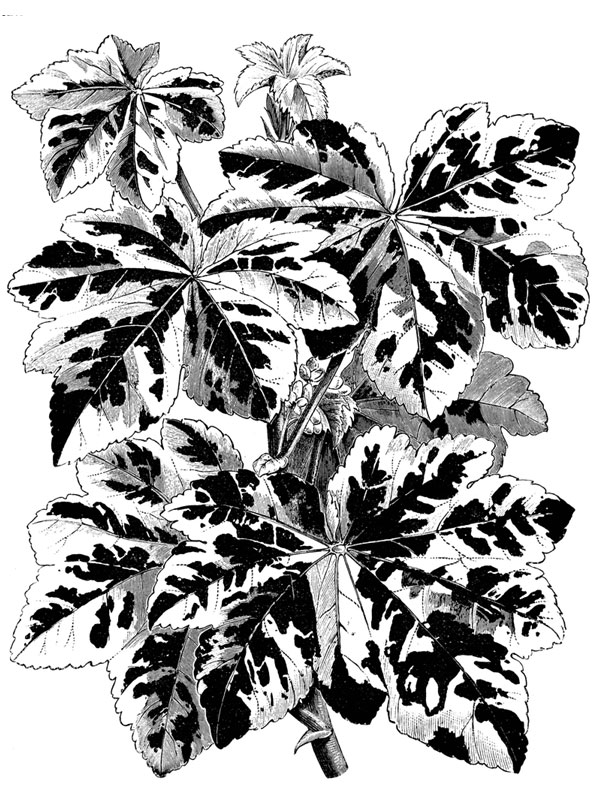 Lavatera arborea