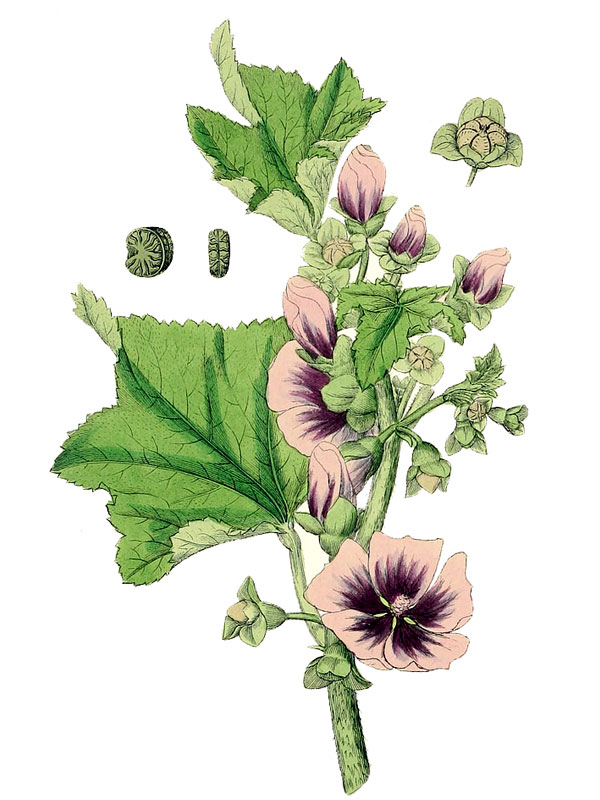 Lavatera arborea