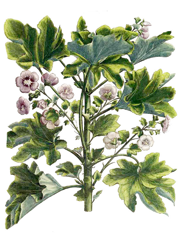 Lavatera arborea